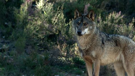 huella lobo|Aprendemos a identificar las huellas del lobo ibérico